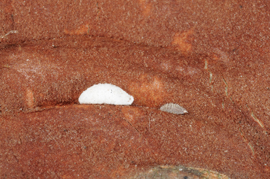 Close-up of an adult female scale and nymph. The female is covered in a white material, and the nymph is a grayish color.